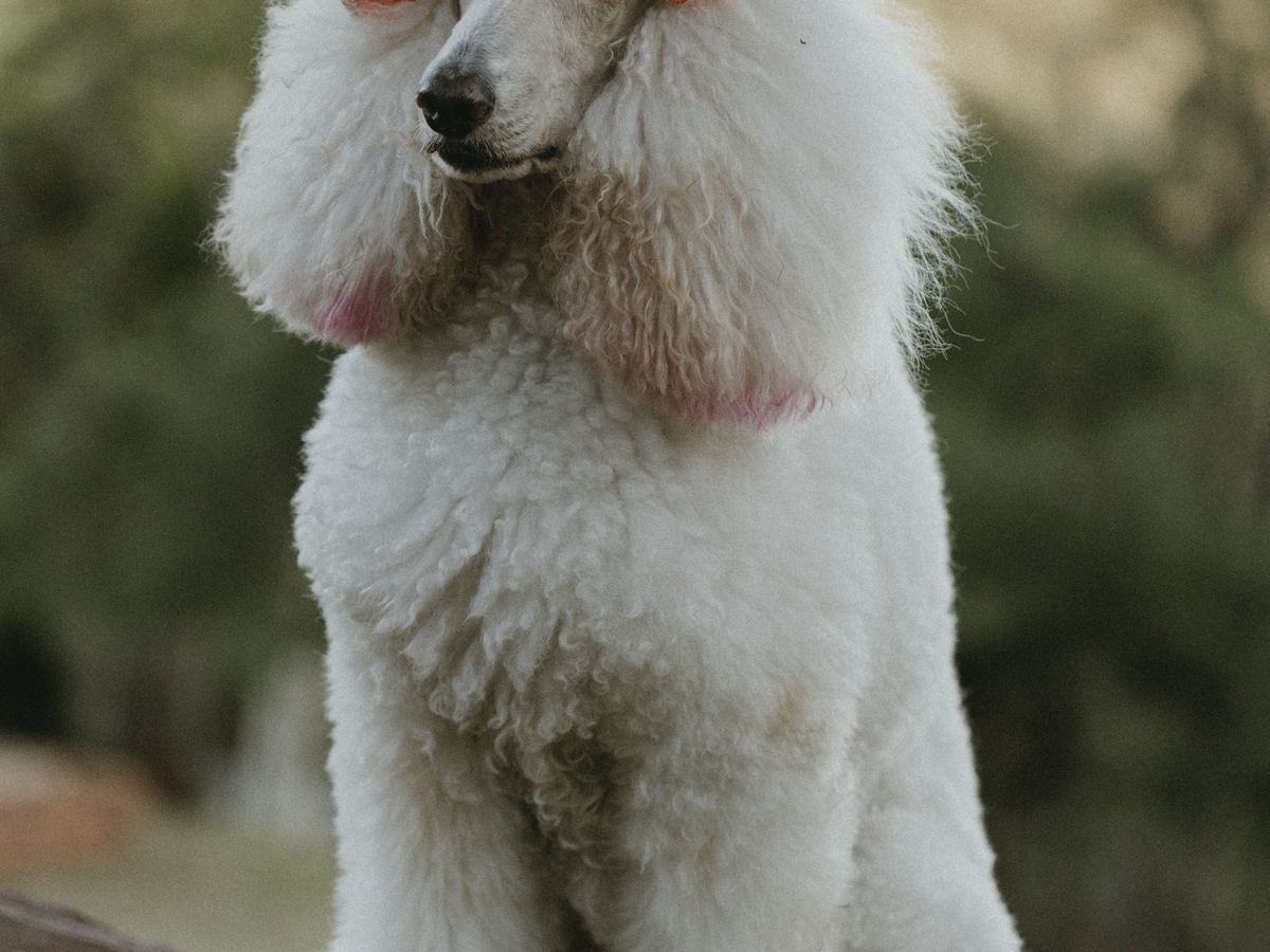 Representative photo of a pets business, not this business